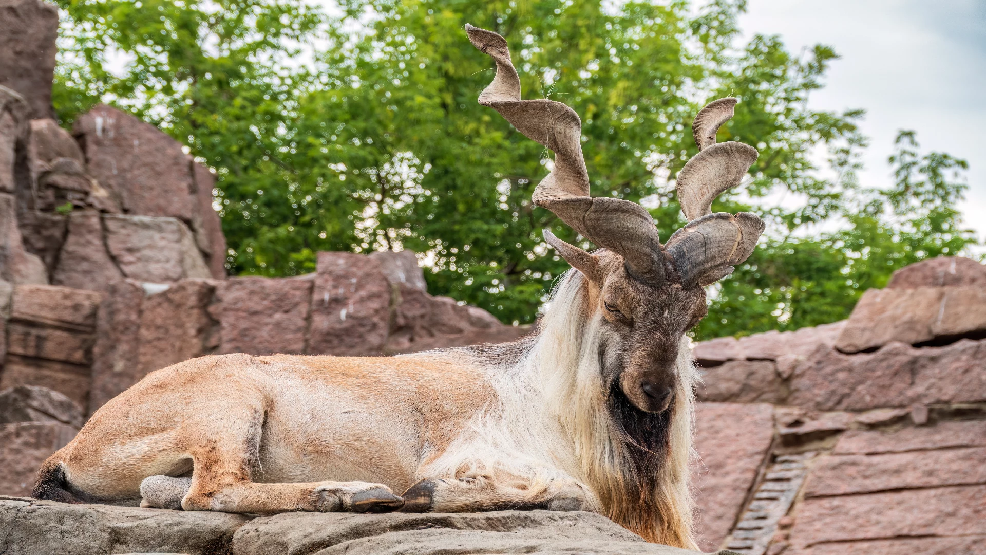 Markhor