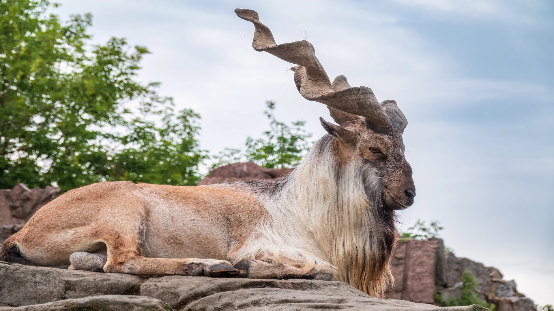 Markhor