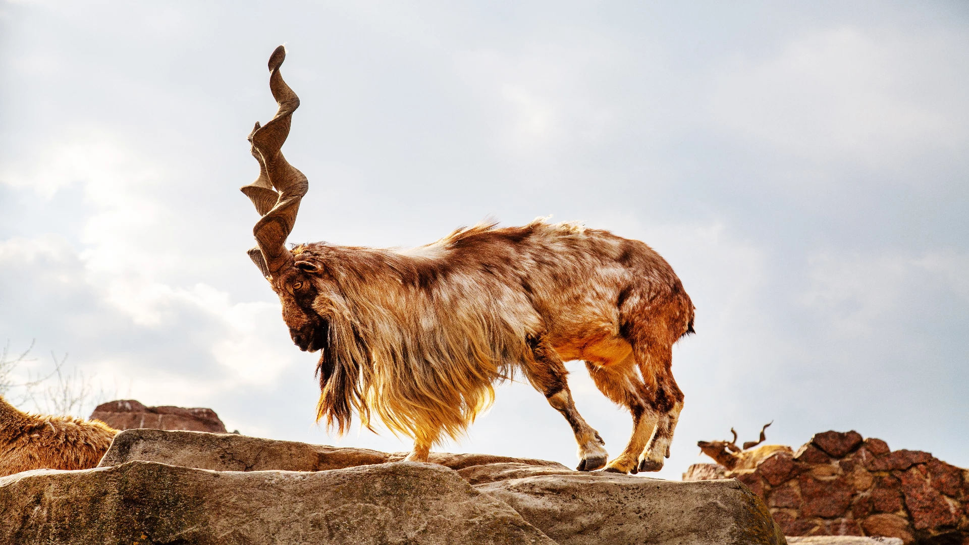 Markhor