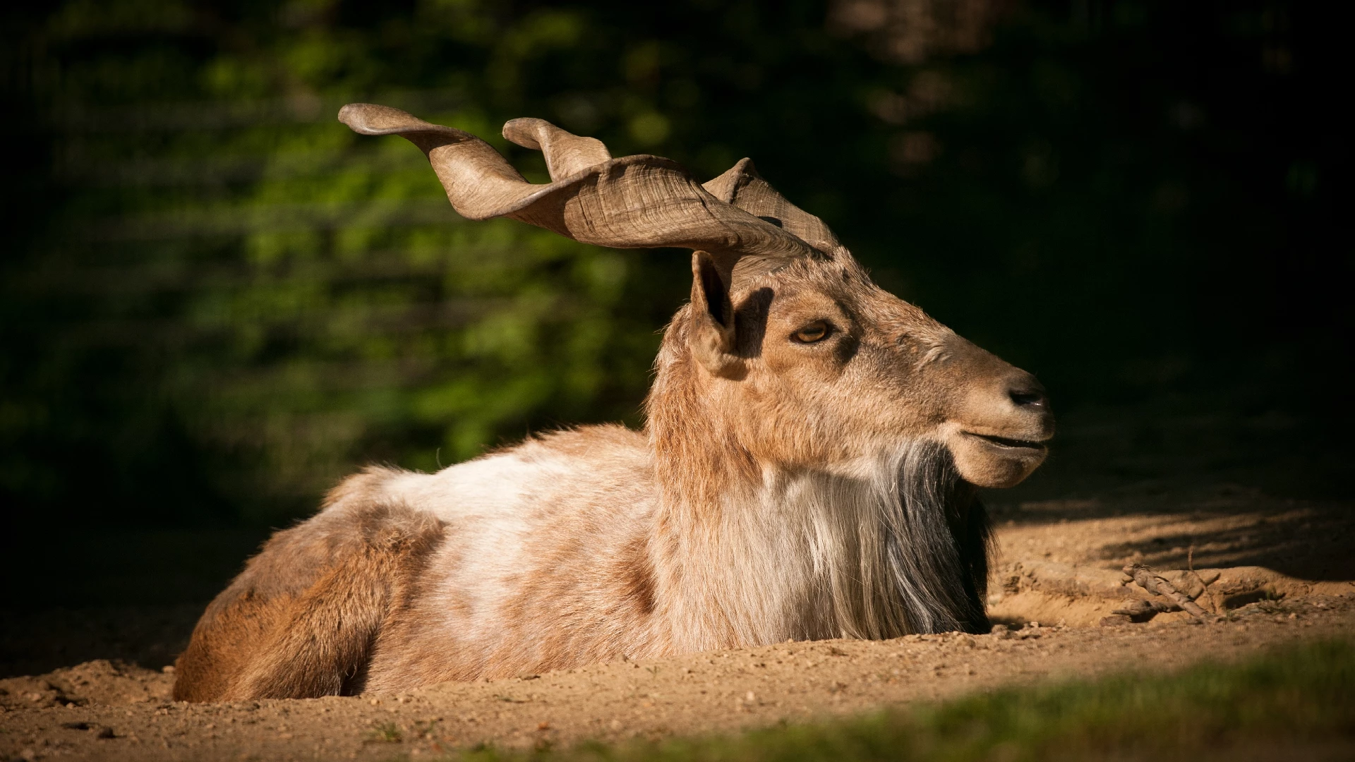 Markhor