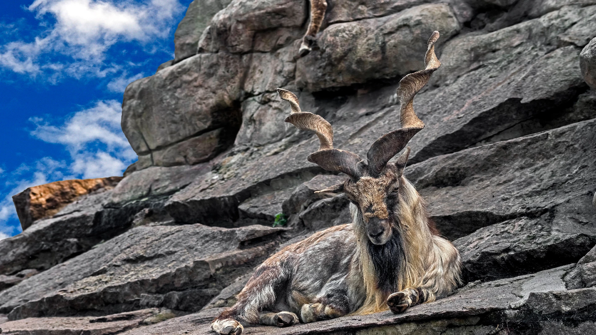 Markhor