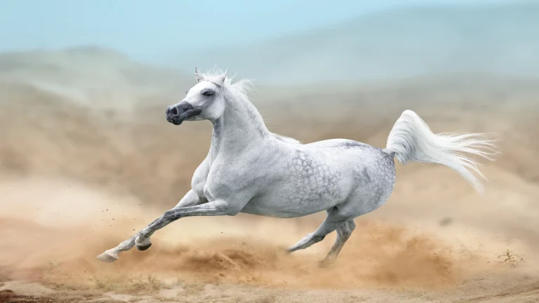 white Arabian horse