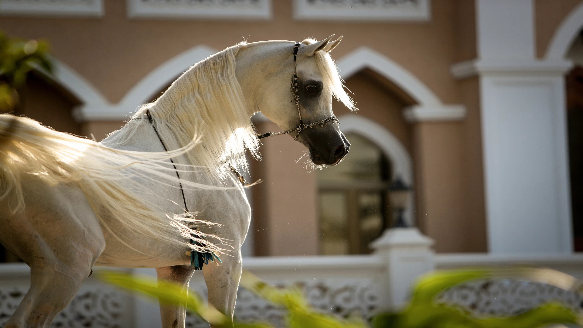 white Arabian horse