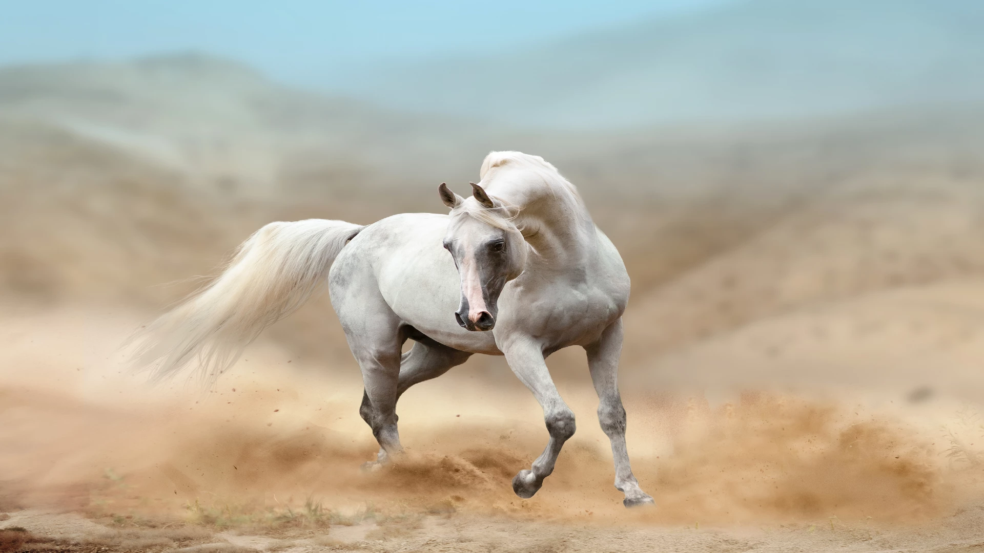 white Arabian horse