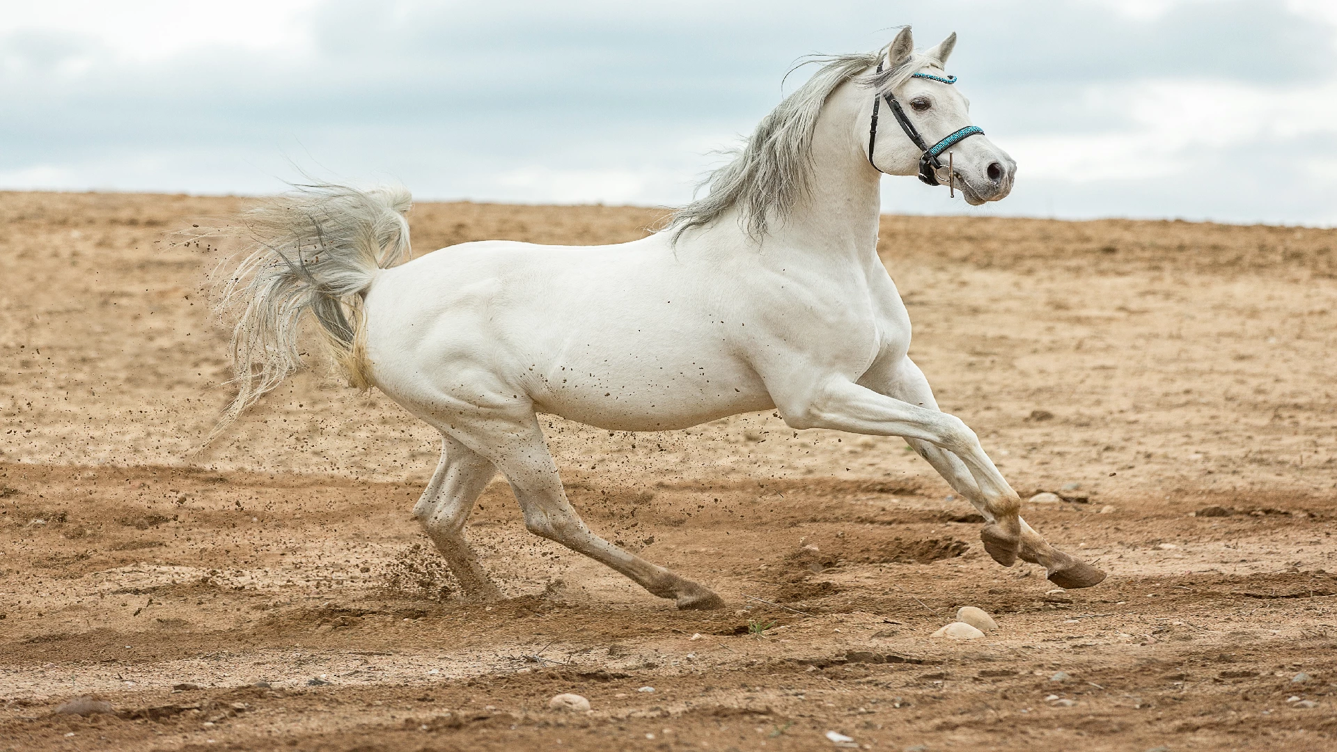 white Arabian horse