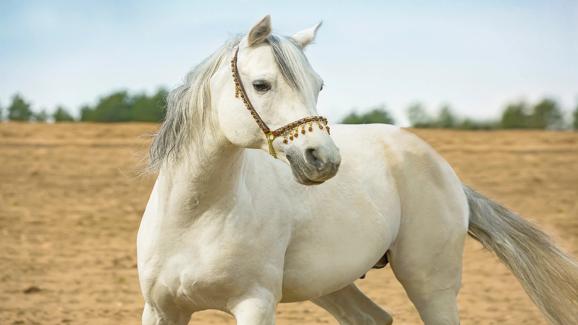 white Arabian horse