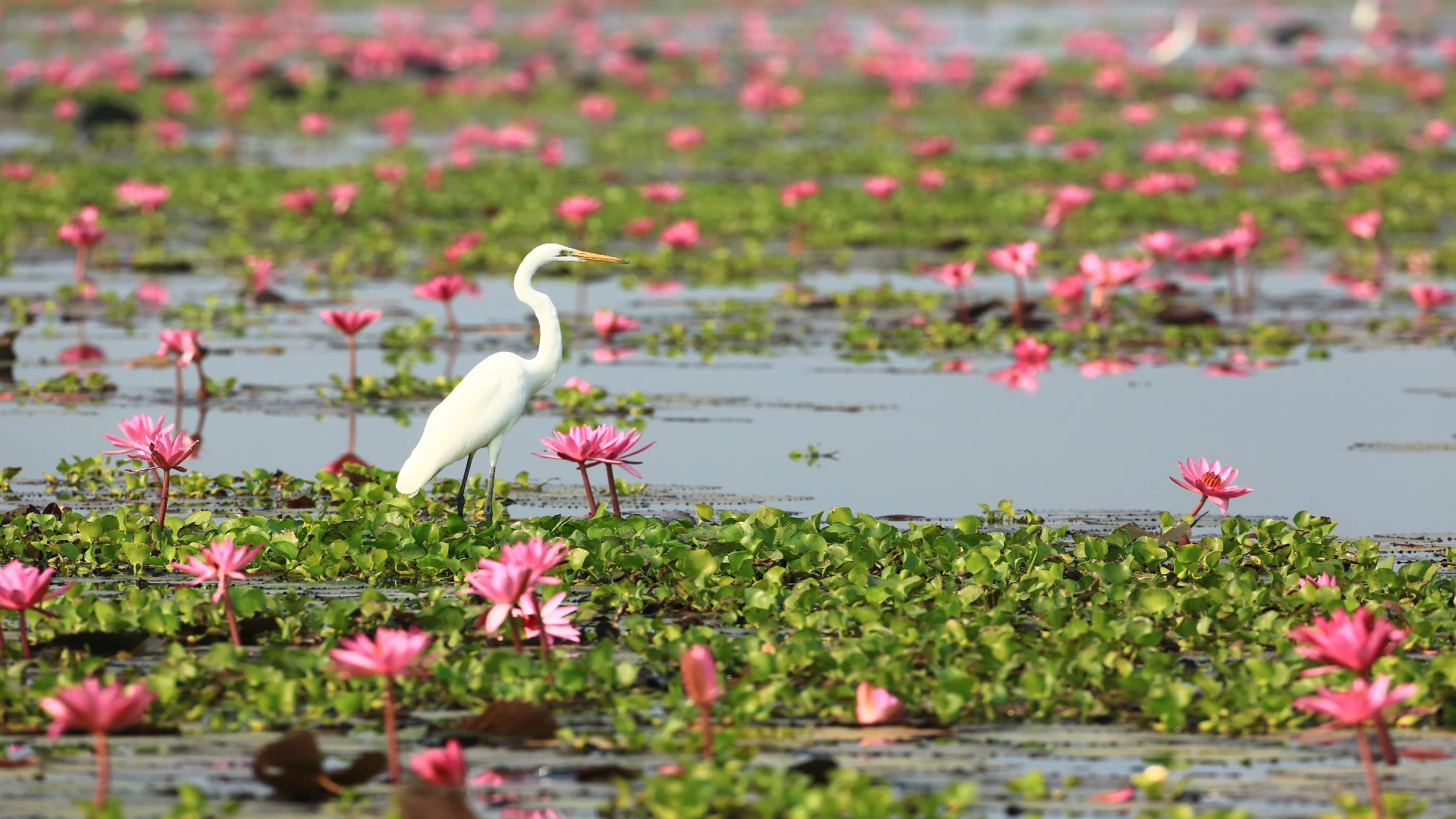 white egret