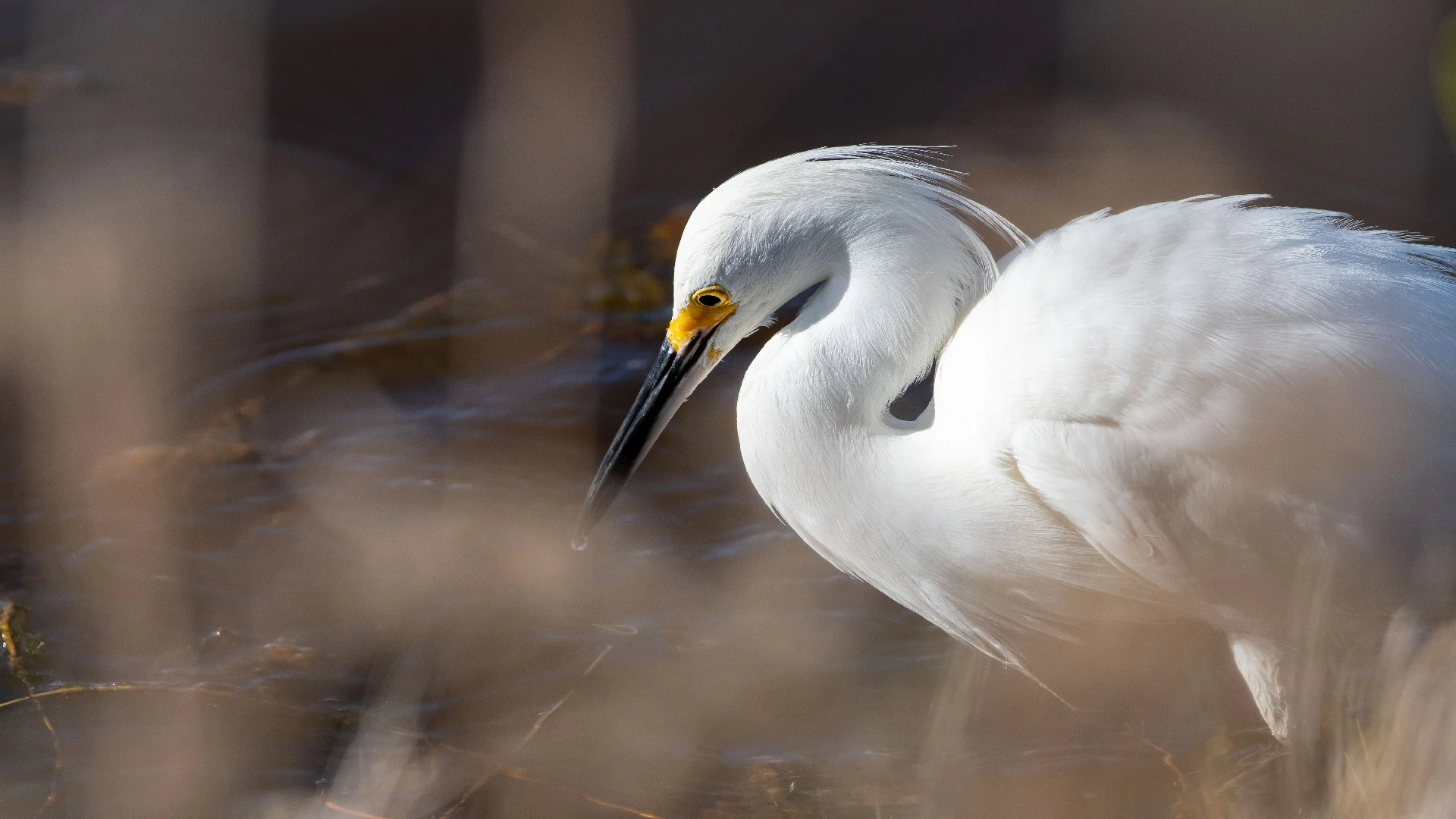 cute egret bird