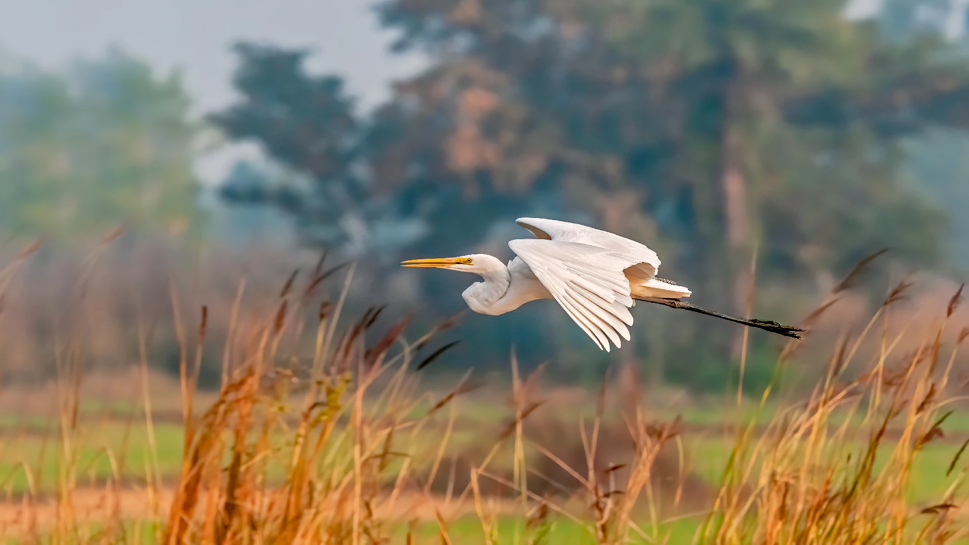 migratory egret