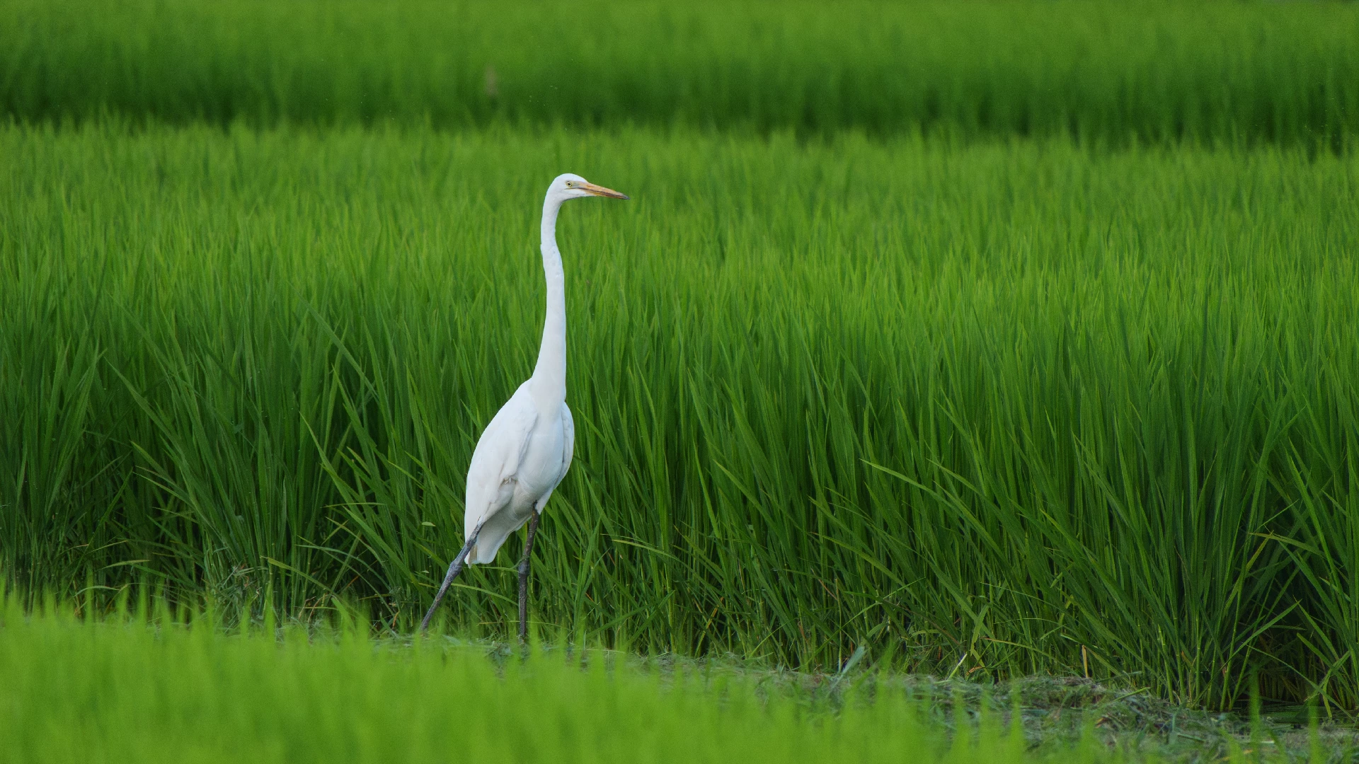 egrets are not harmful to crops