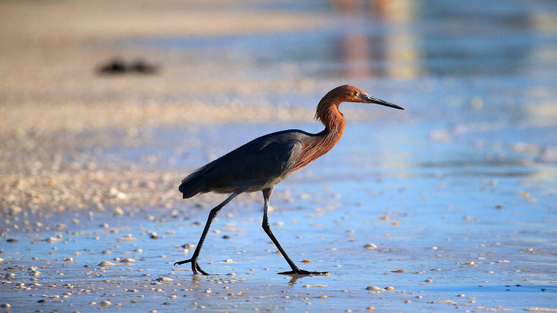 reddish egret