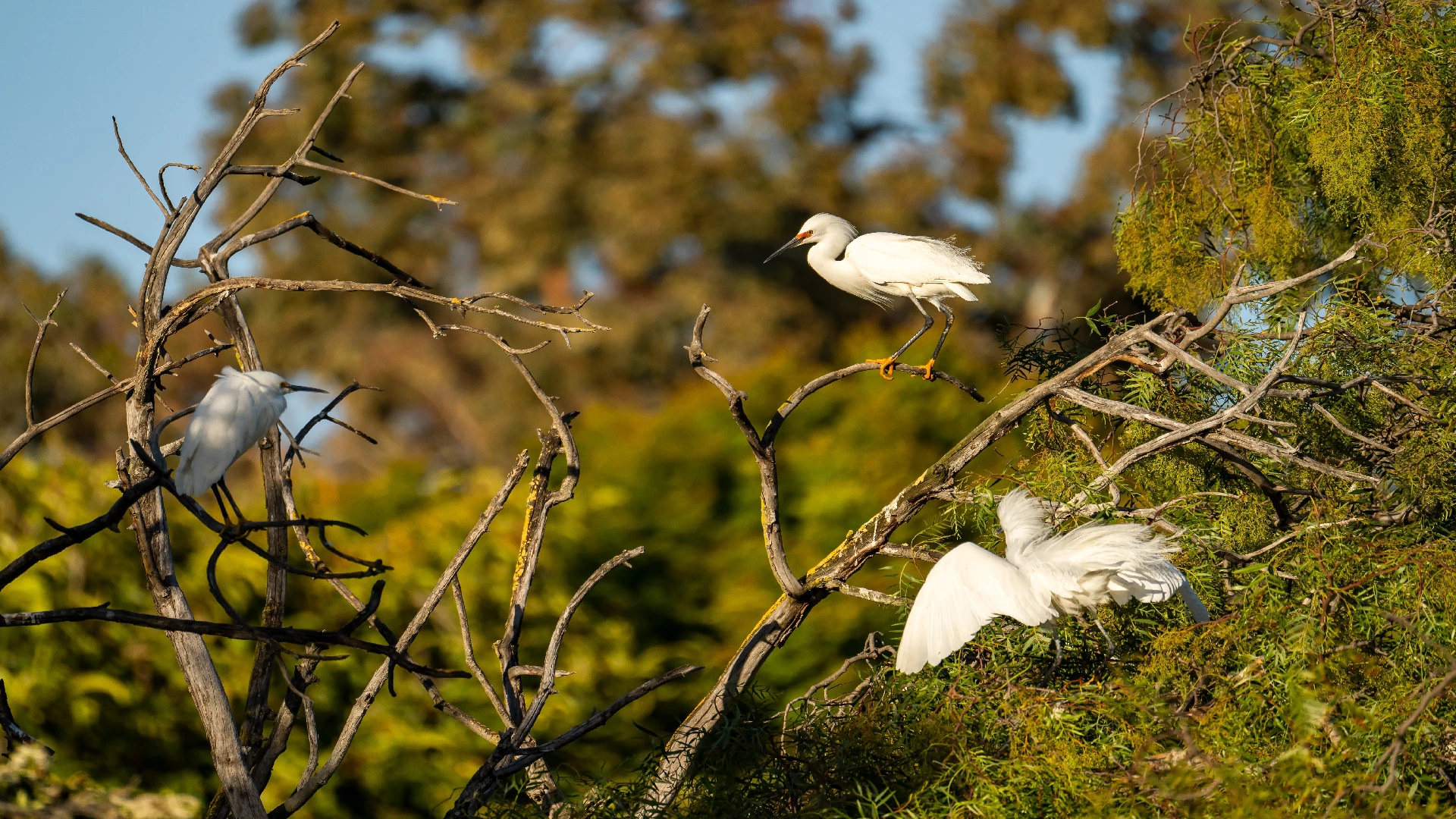 egrets