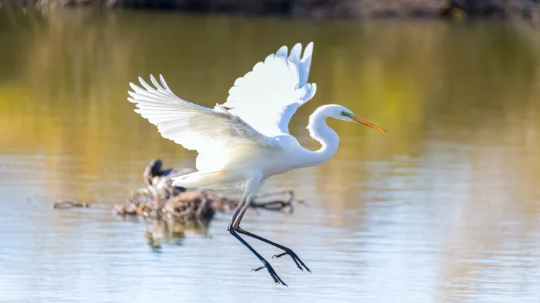 egret