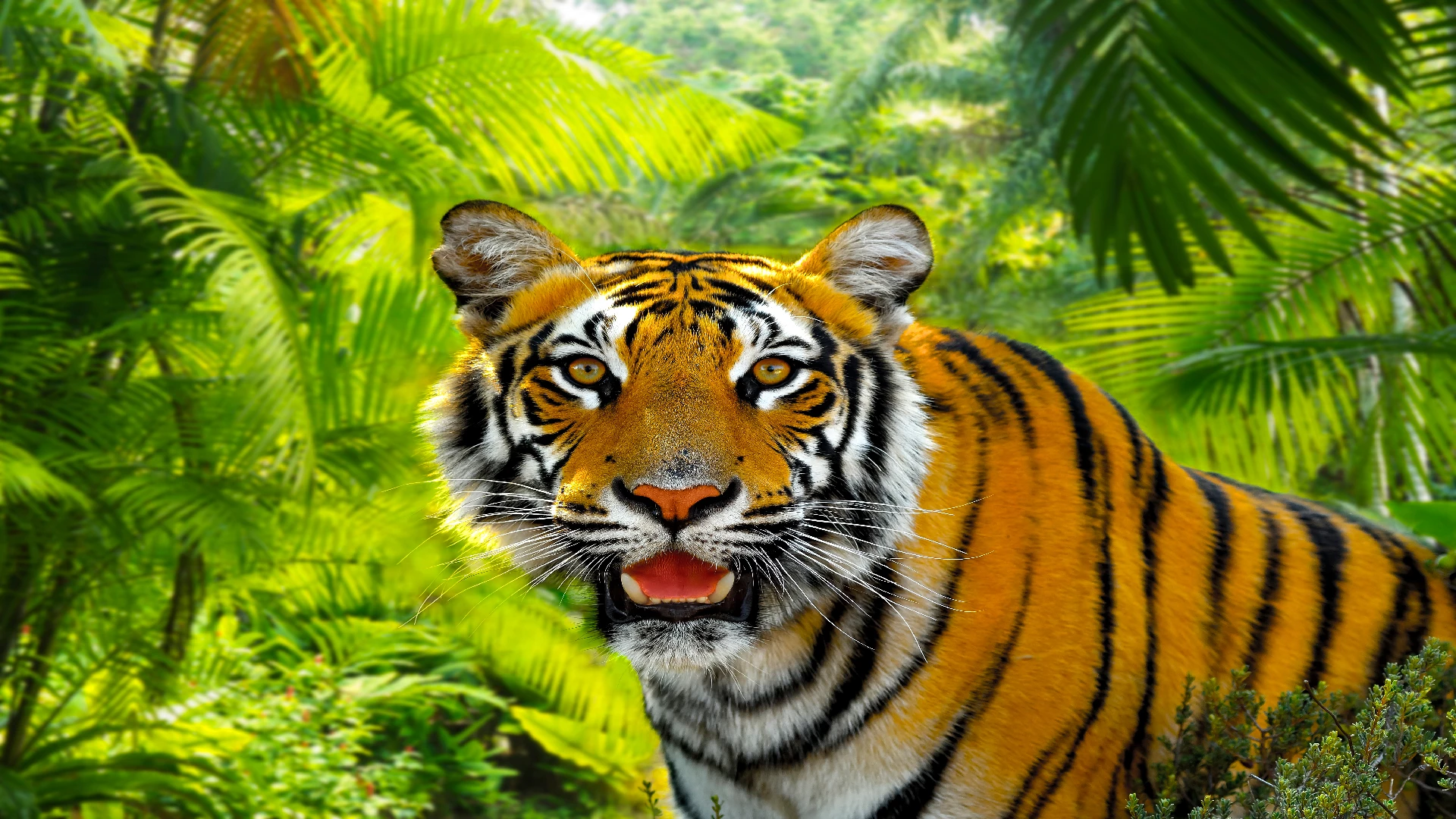 beautiful tiger