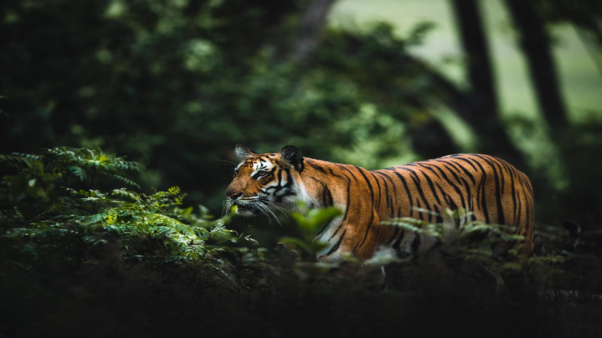 tiger in savannah