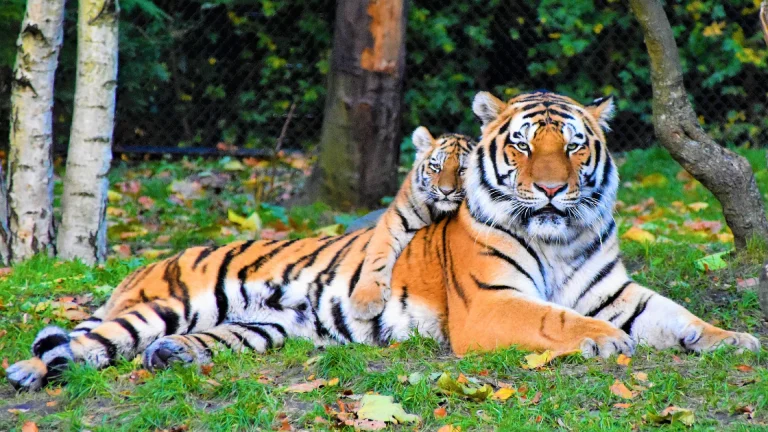 tiger with cub