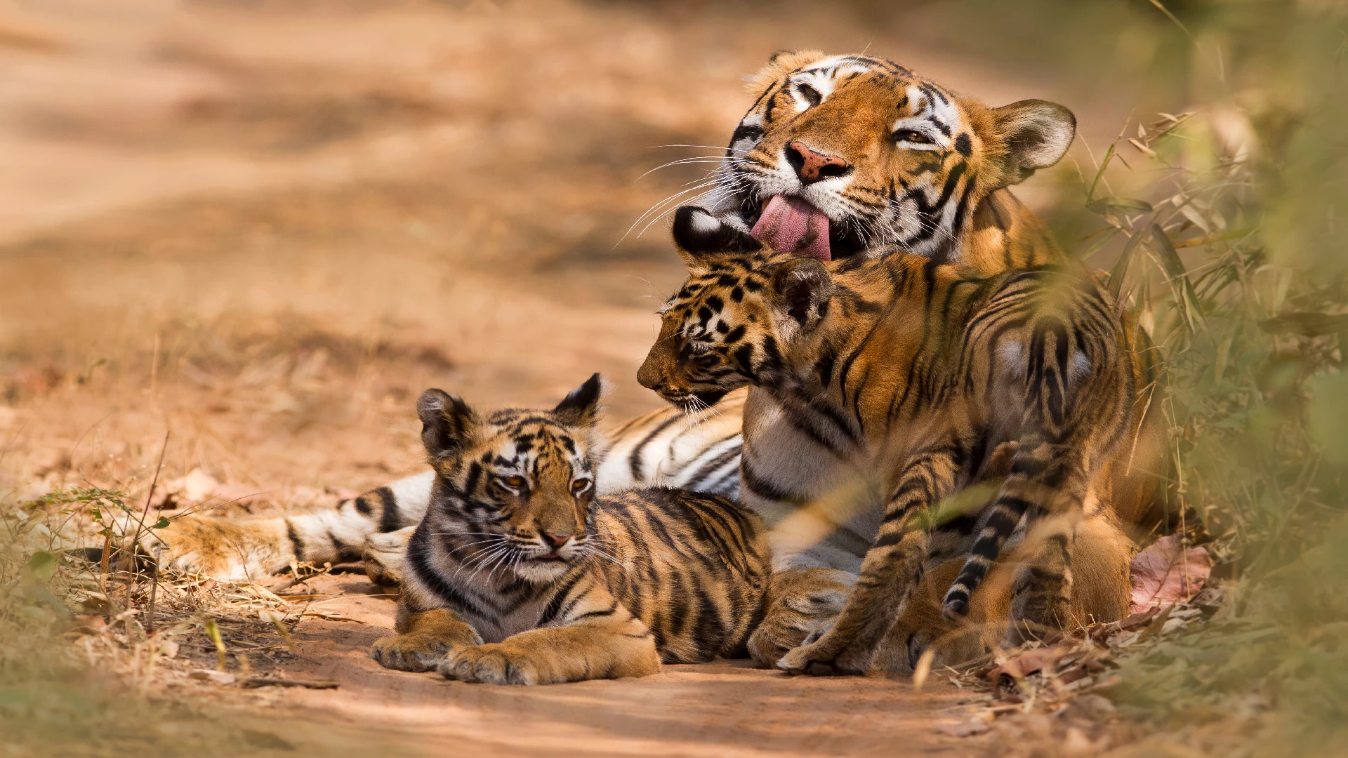 tiger family