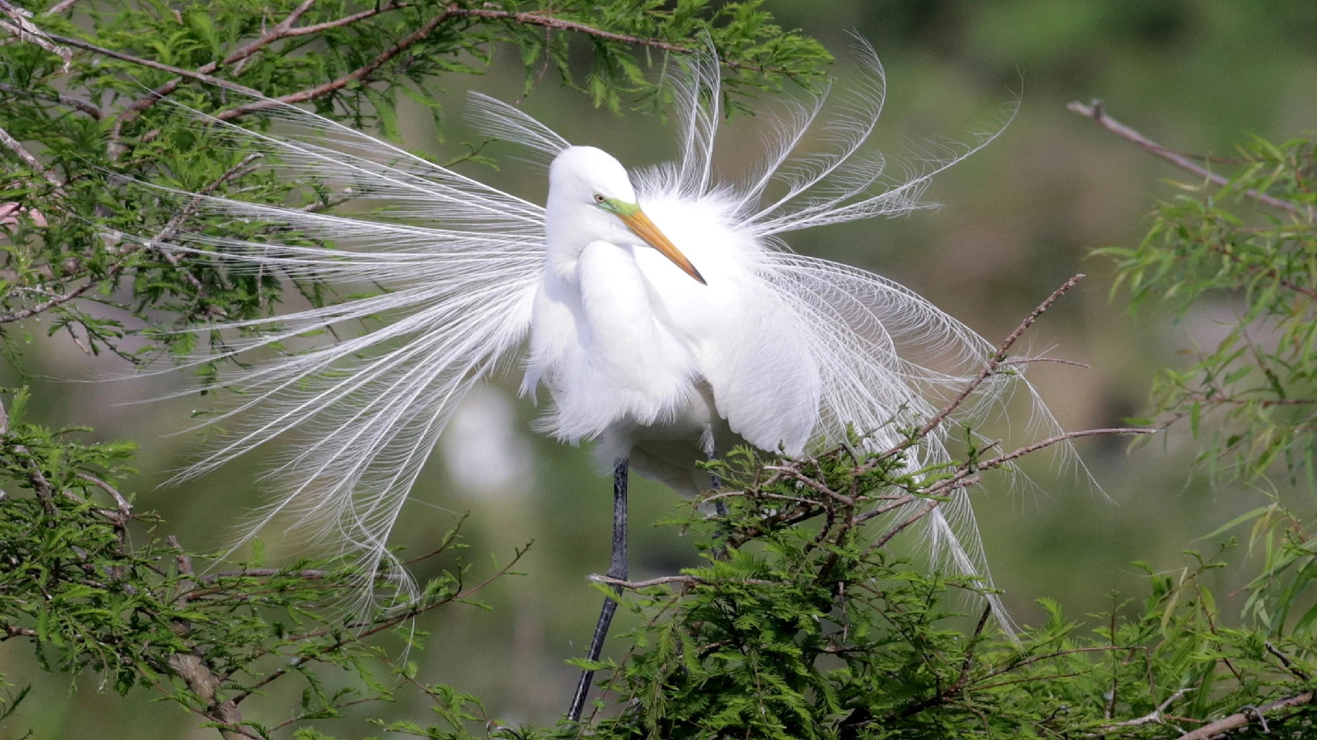 the great egret