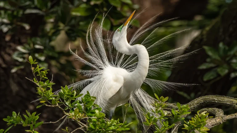 the great egret