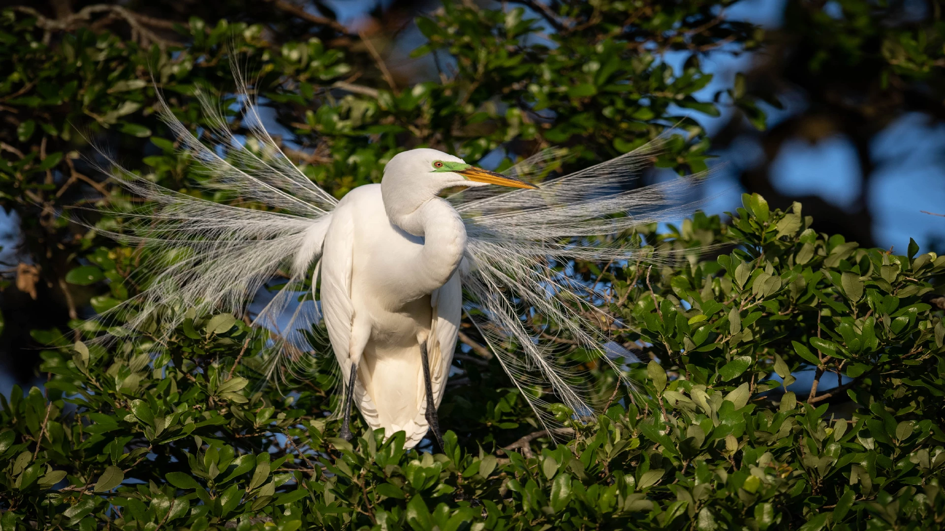 the great egret