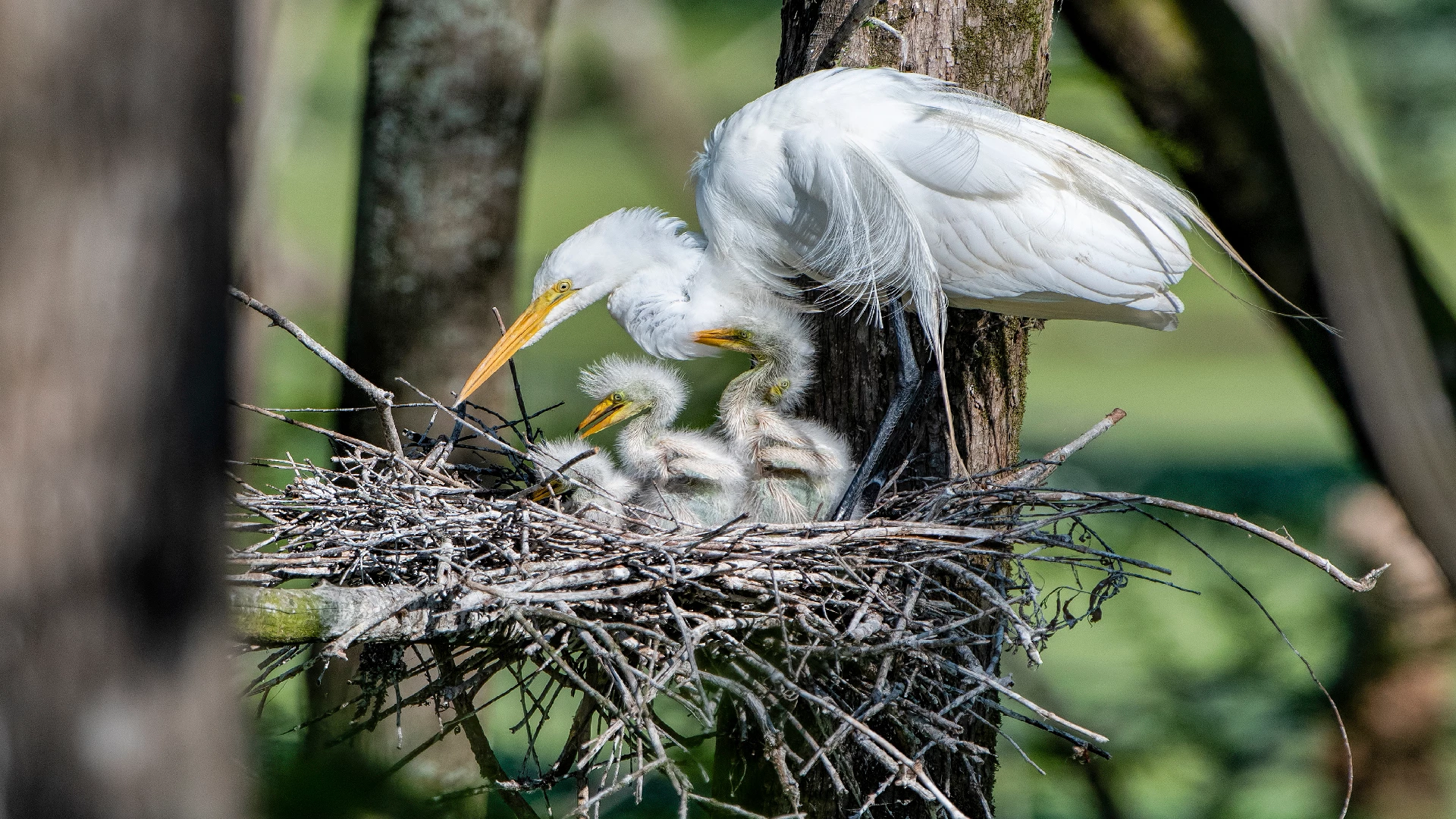 the great egret