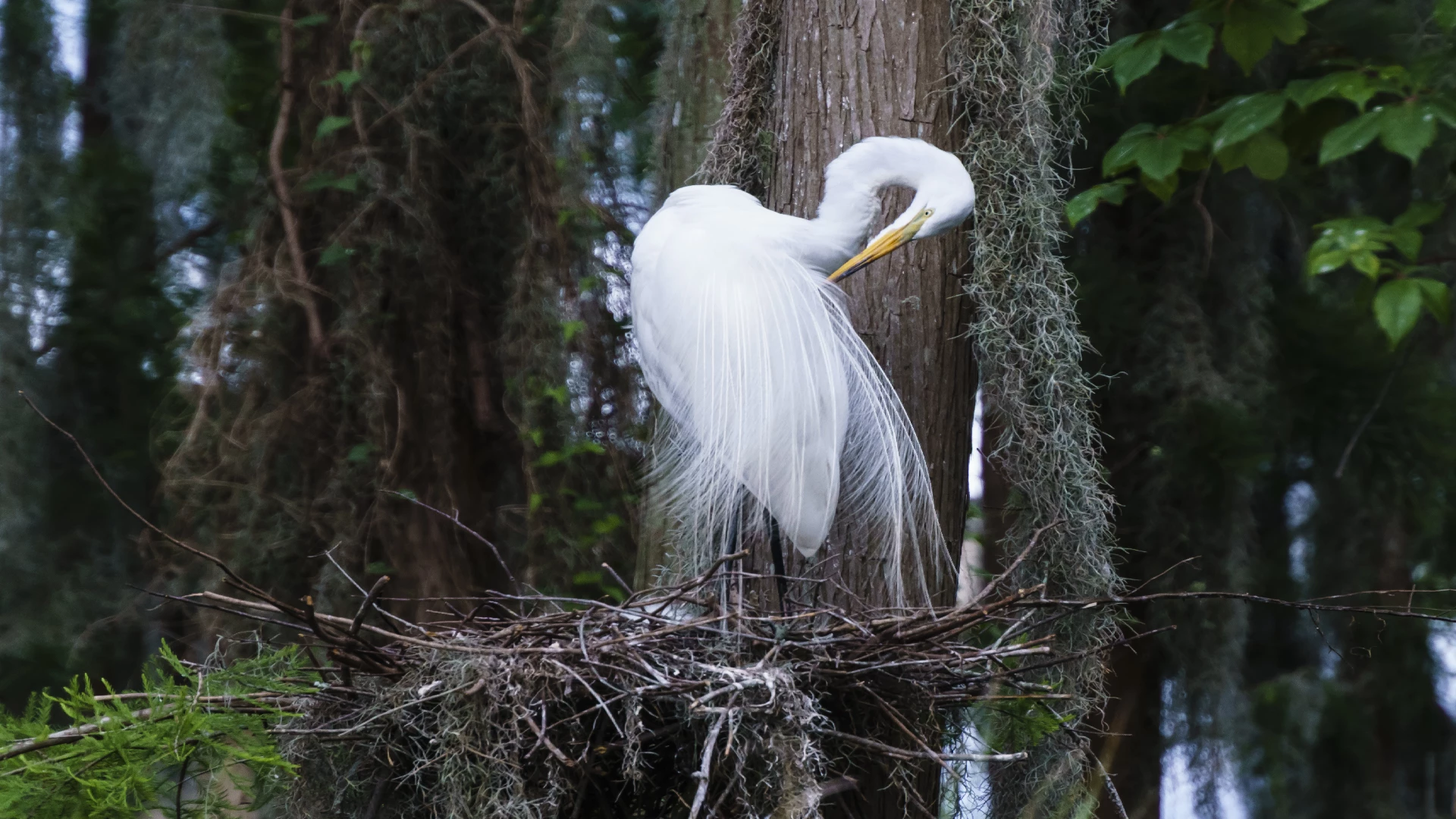 the great egret