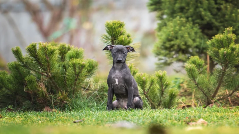 Italian greyhound