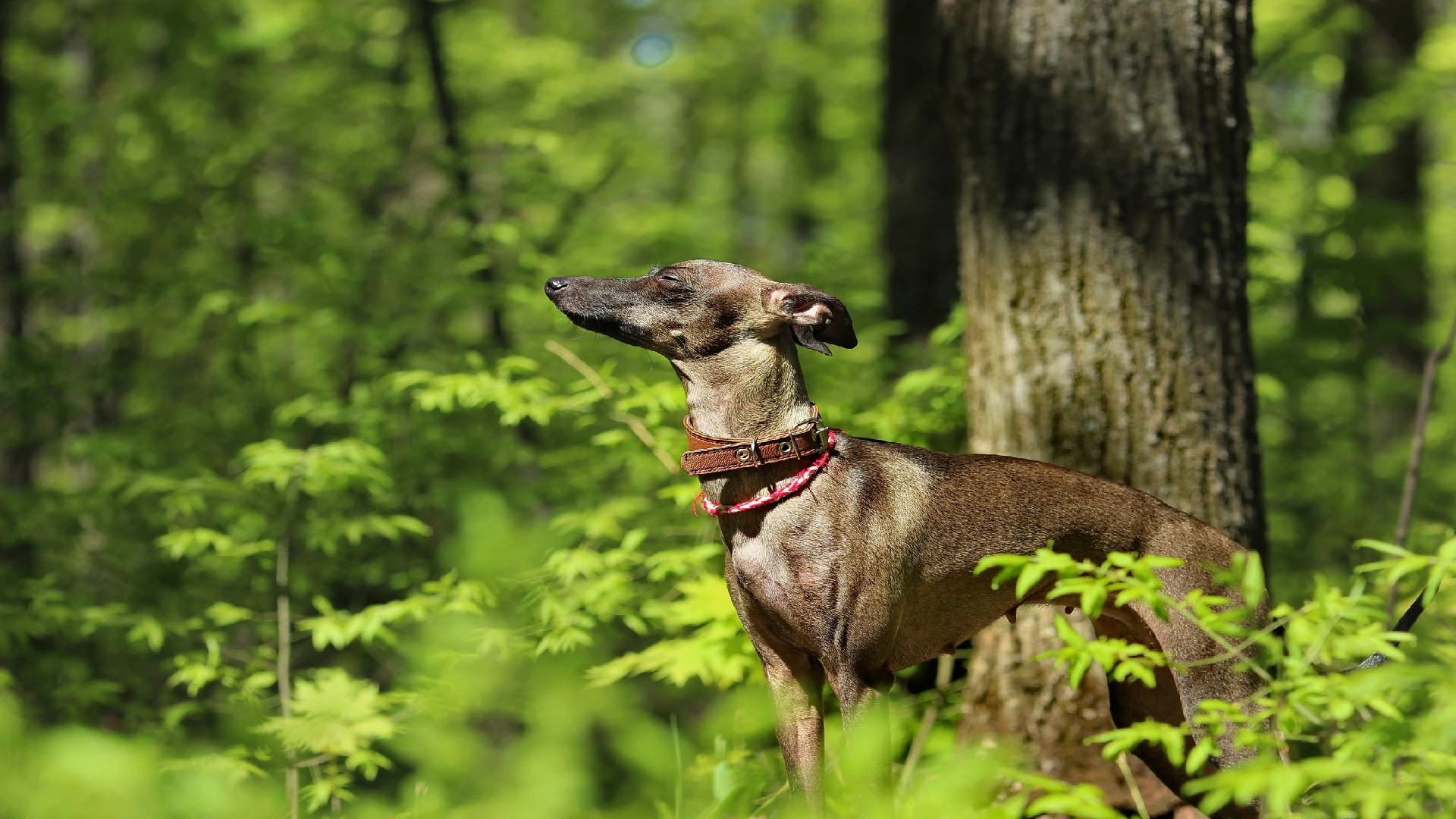 Italian greyhound