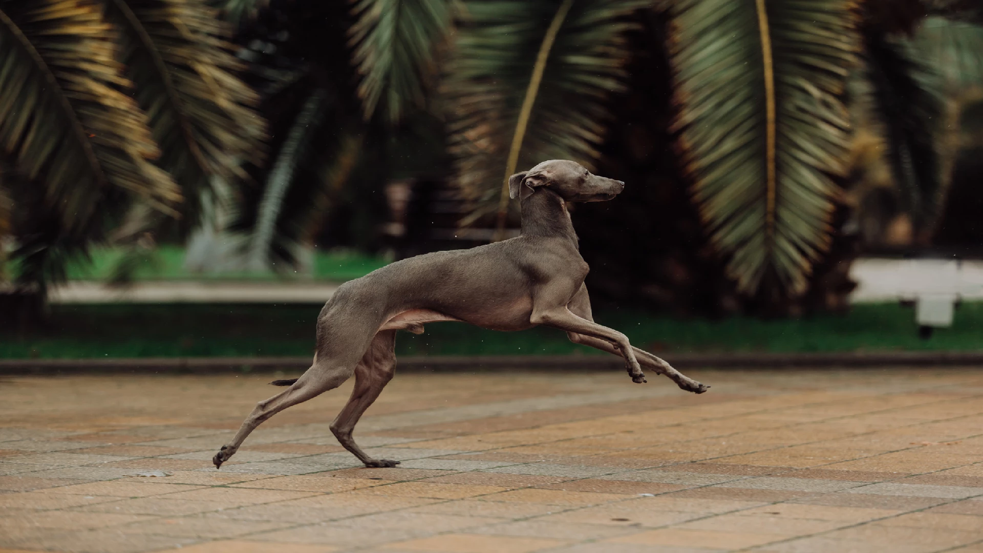 Italian greyhound