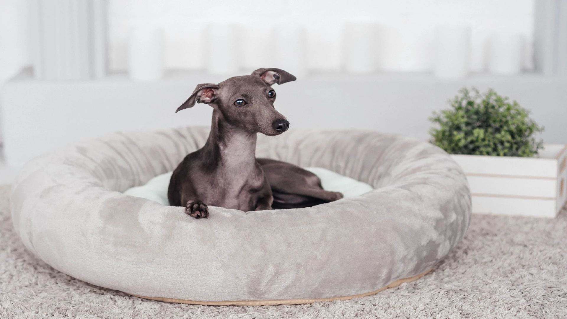 Italian greyhound