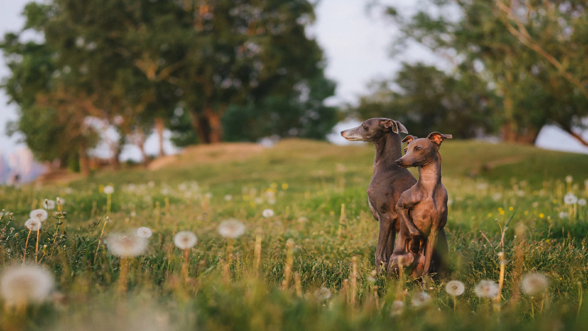 Italian greyhound