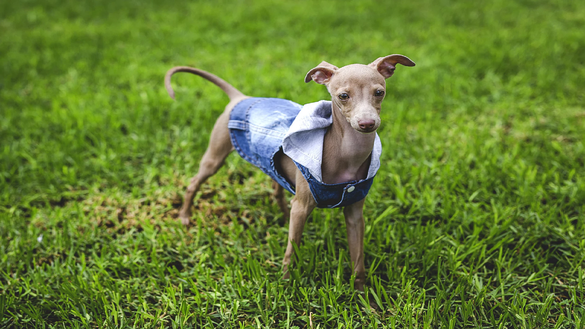 Italian greyhound