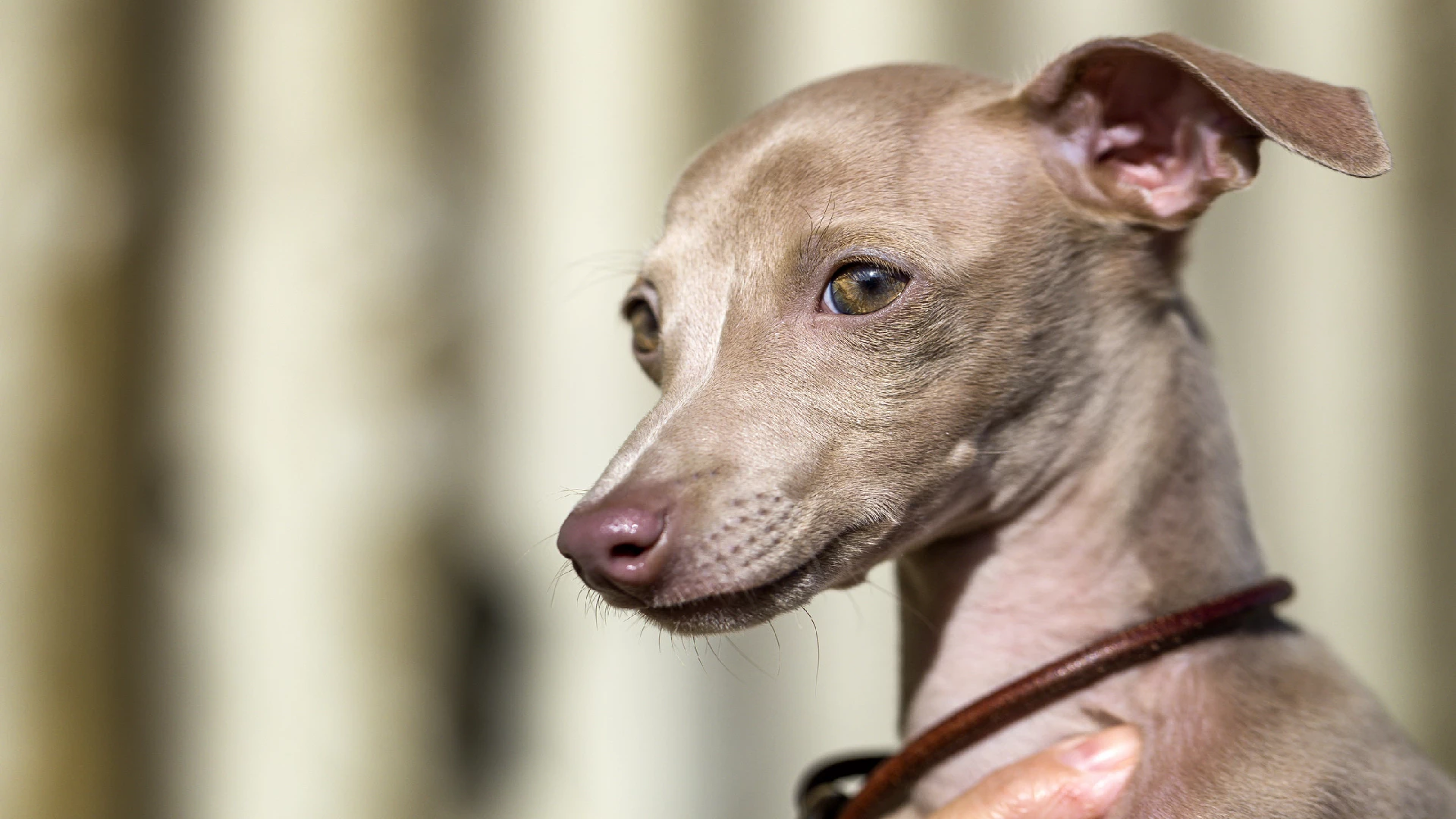 Italian greyhound