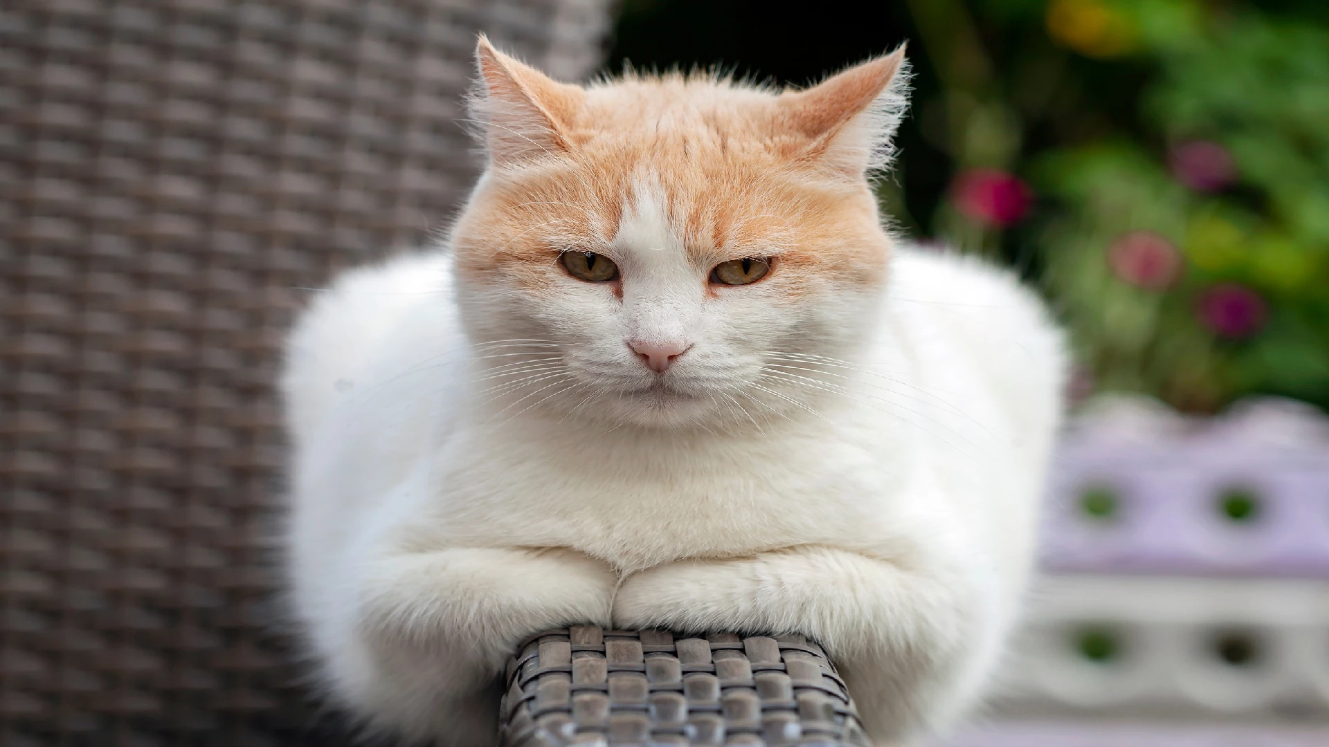 Turkish Van cat