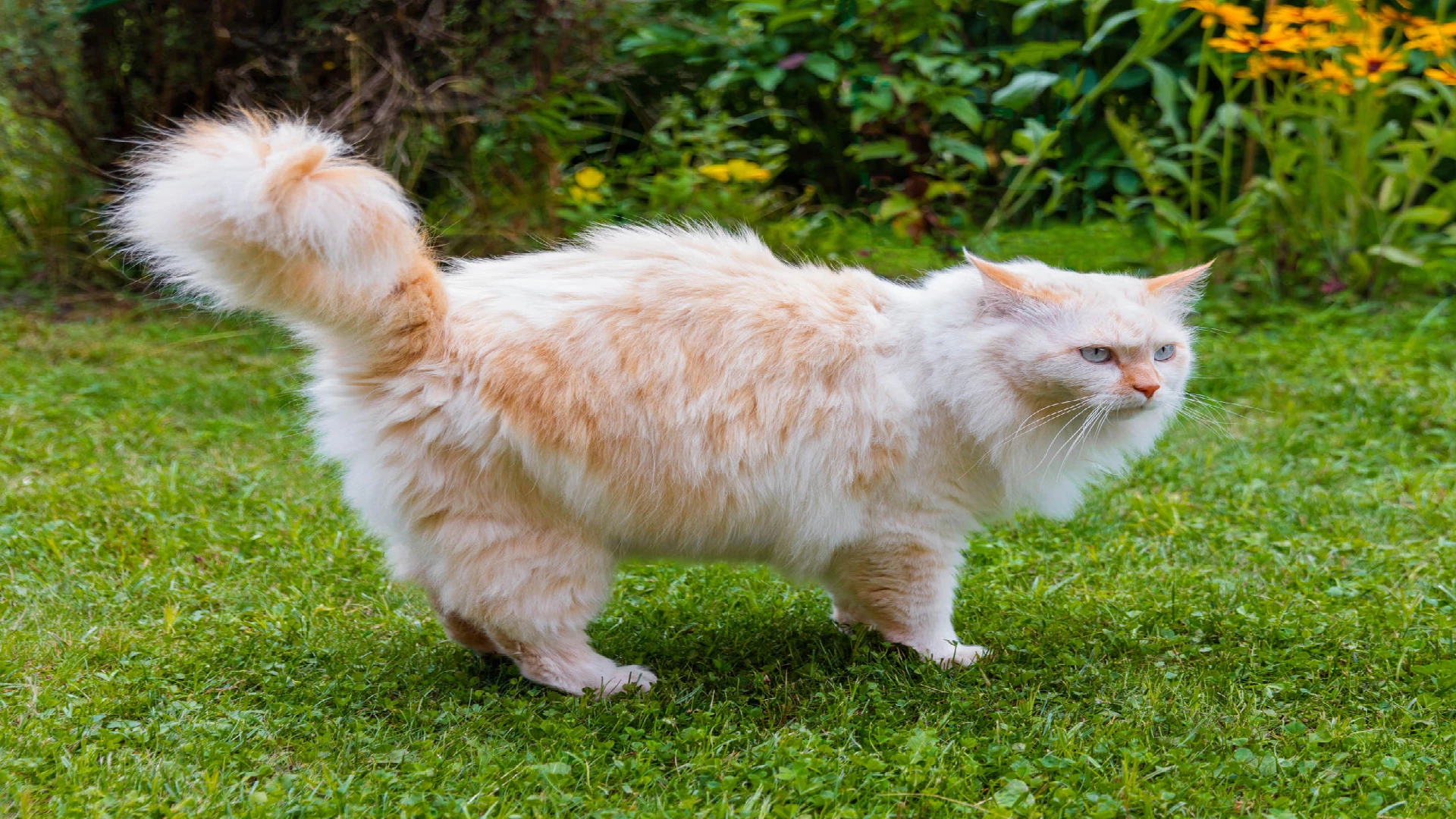 Turkish Van cat