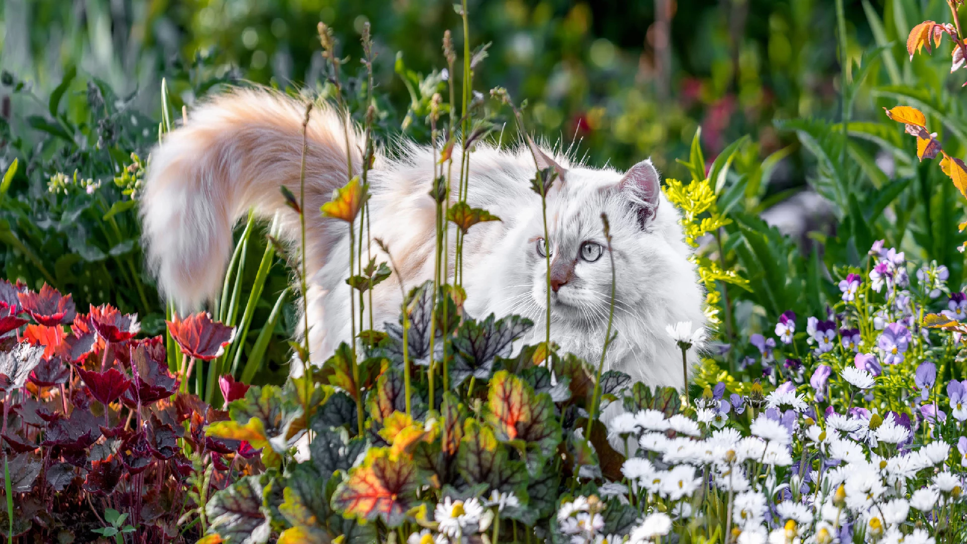 Turkish Van cat