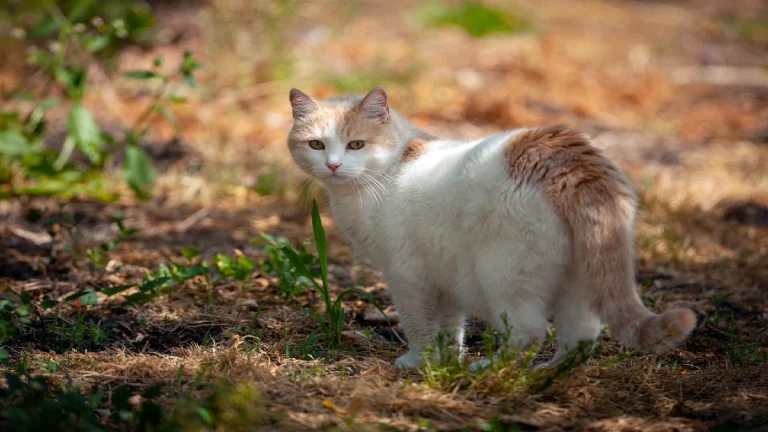 Turkish Van cat