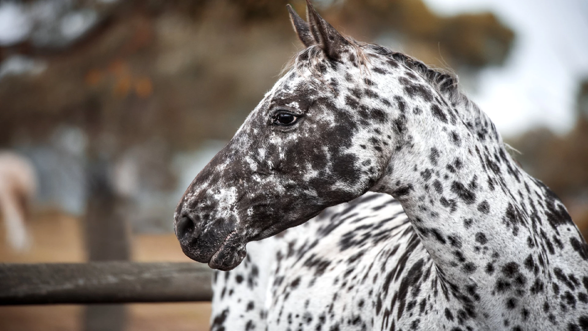 Appaloosa horse