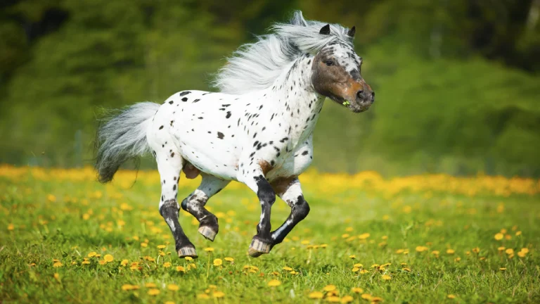 Appaloosa horse