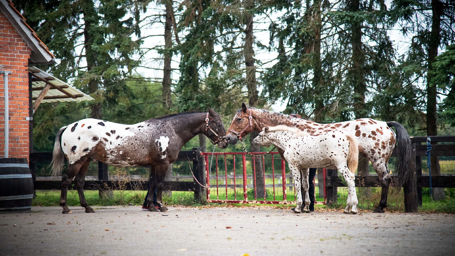 Appaloosa horses