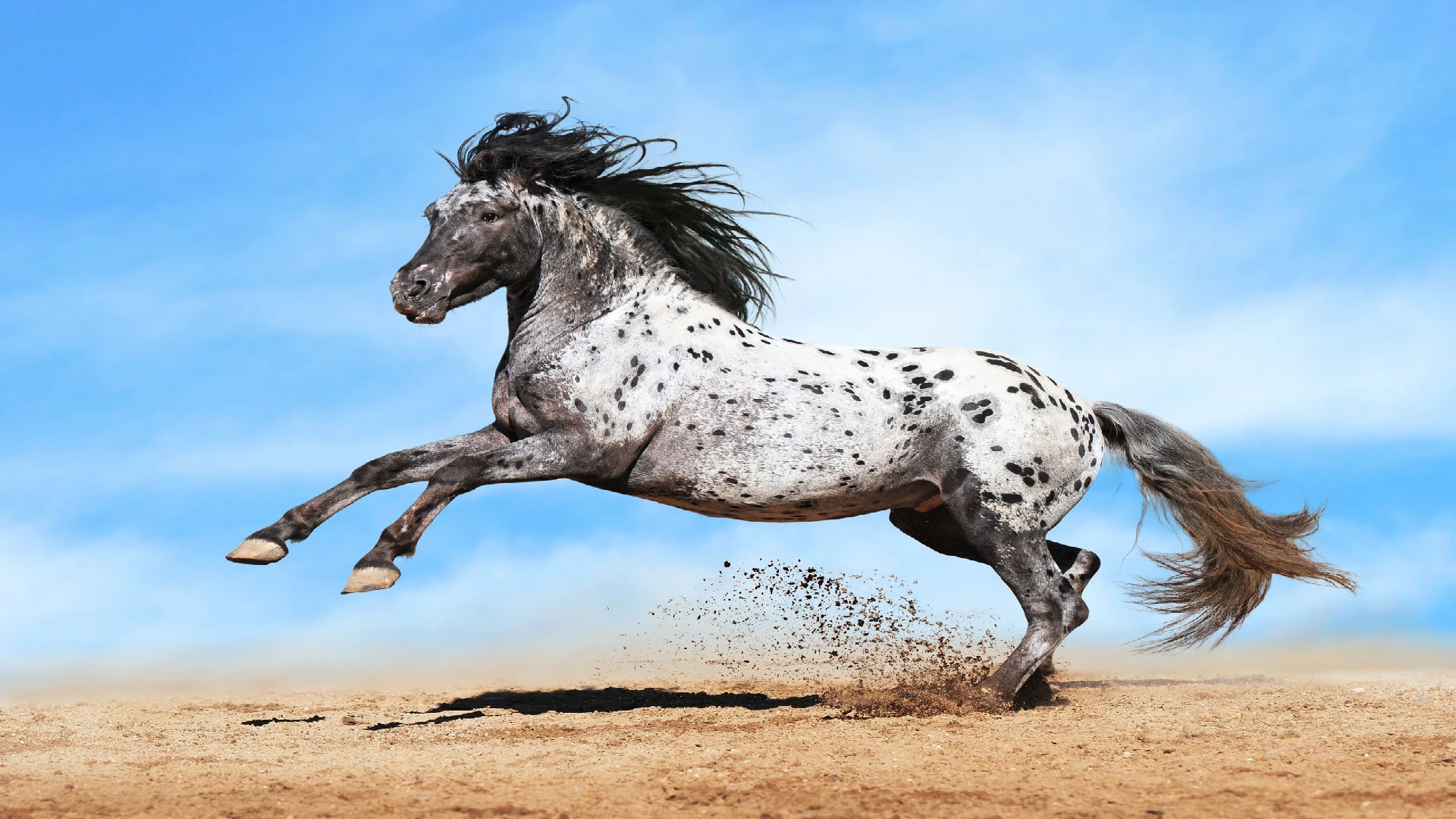 Appaloosa horse