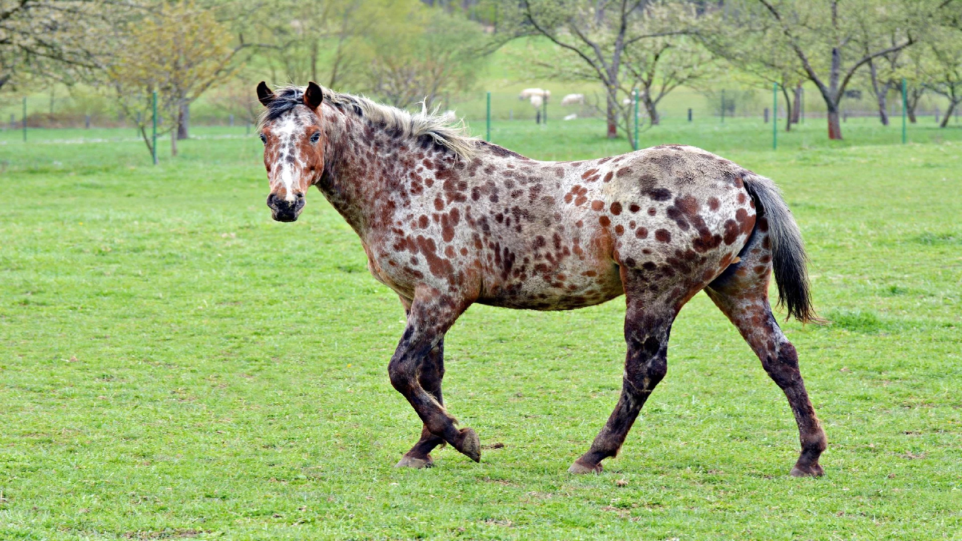 Appaloosa horse