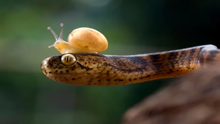 Keeled slug-eating snake