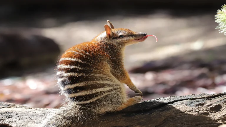 australian numbat