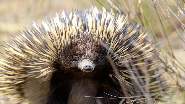 Echidna