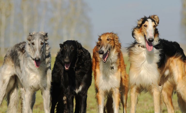 borzoi