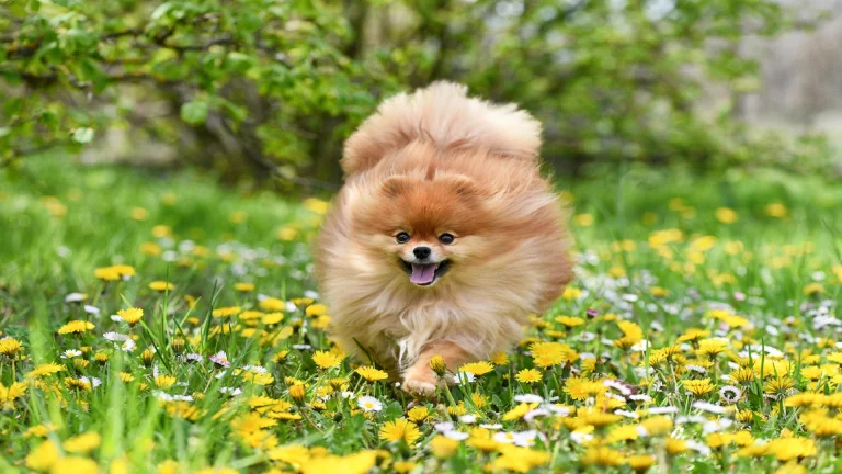 Pomeranian