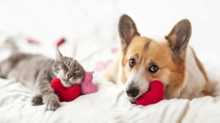 cat and dog