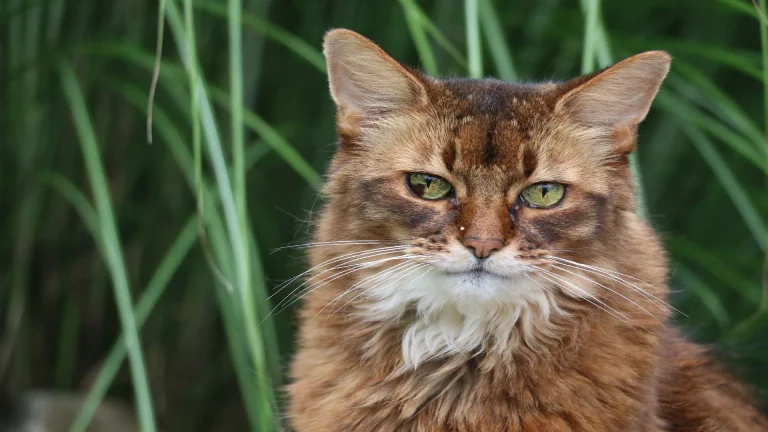 somali cat