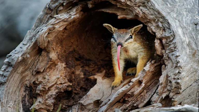 numbat